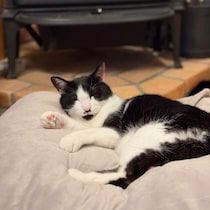 “沼る姿”が愛おしい！とろけるペットベッドに虜のニャンコ＆わんこ最新レポ