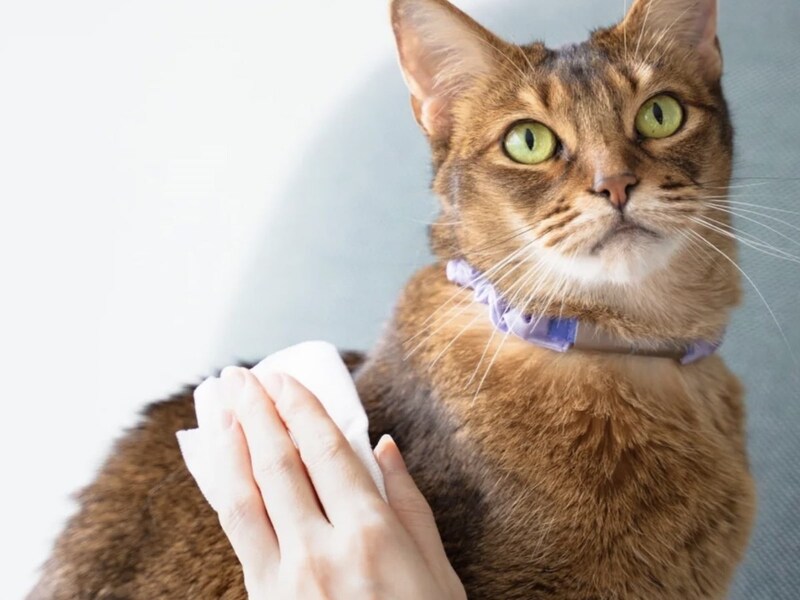 舐めても安心の消臭除菌スプレー!?ペットにやさしい『ジェームズ・ミャーティン』誕生