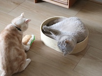 猫飼いスタッフ達による“新ブランド”誕生！愛猫とシンプルに暮らす『bon moment cat』