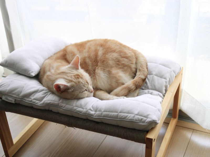 猫のためのボンモマン「bon moment cat」ついに始動!猫飼いスタッフが本気で考えたニャンコ溺愛グッズを、インスタグラマーさんもいざ体験!