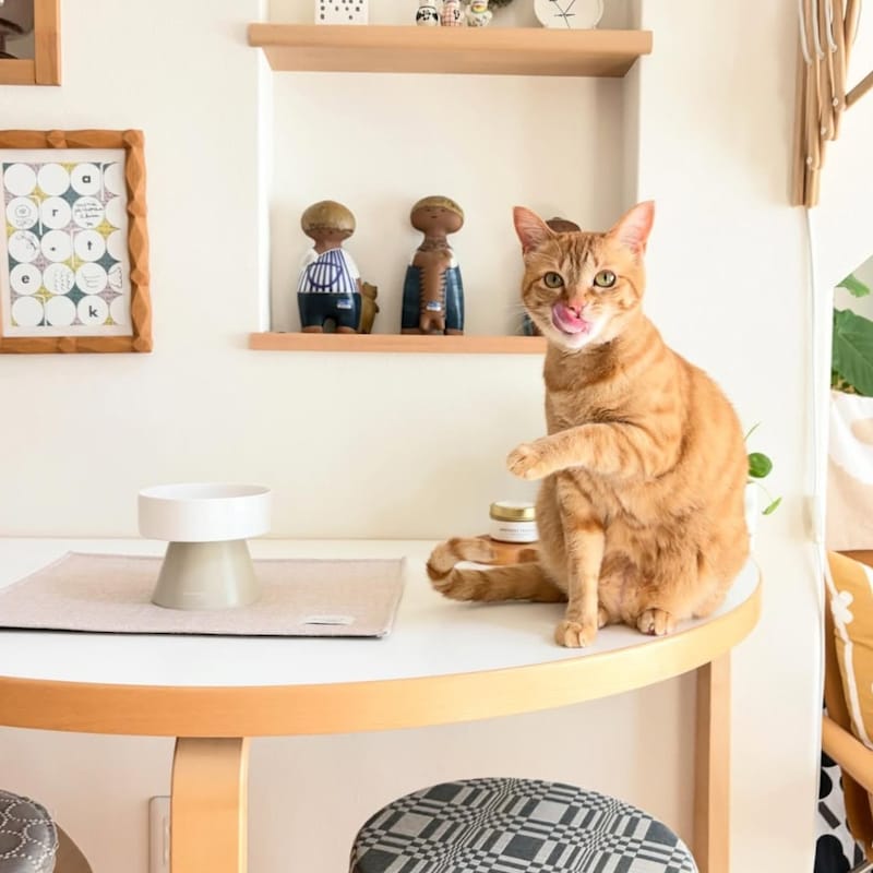 猫のためのボンモマン「bon moment cat」ついに始動!猫飼いスタッフが本気で考えたニャンコ溺愛グッズを、インスタグラマーさんもいざ体験!