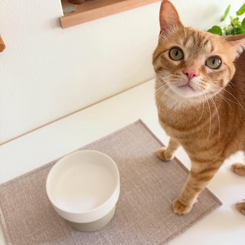 猫のためのボンモマン「bon moment cat」ついに始動!猫飼いスタッフが本気で考えたニャンコ溺愛グッズを、インスタグラマーさんもいざ体験!