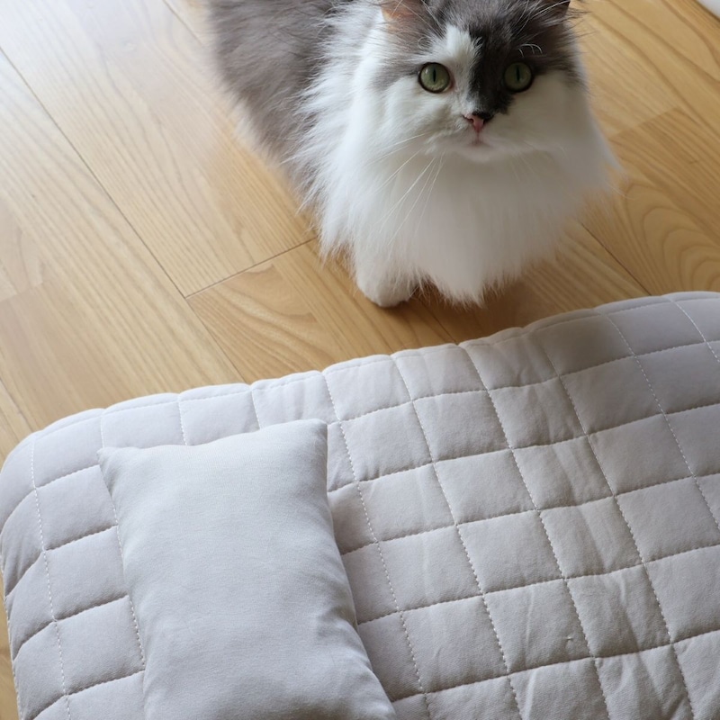 猫のためのボンモマン「bon moment cat」ついに始動!猫飼いスタッフが本気で考えたニャンコ溺愛グッズを、インスタグラマーさんもいざ体験!