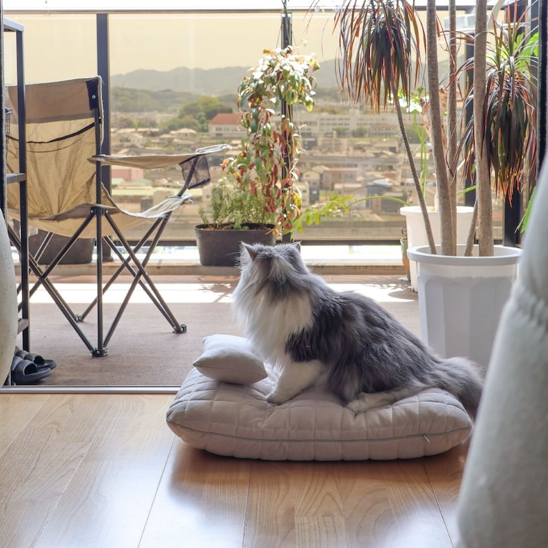 猫のためのボンモマン「bon moment cat」ついに始動!猫飼いスタッフが本気で考えたニャンコ溺愛グッズを、インスタグラマーさんもいざ体験!