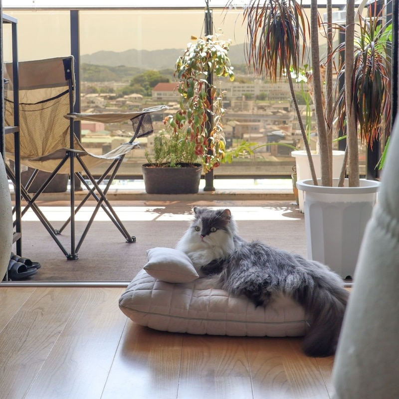 猫のためのボンモマン「bon moment cat」ついに始動!猫飼いスタッフが本気で考えたニャンコ溺愛グッズを、インスタグラマーさんもいざ体験!