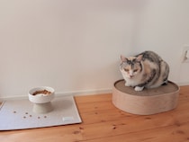 猫とわたしの愛用する 、インテリアに馴染む「bon moment cat」アイテムをご紹介