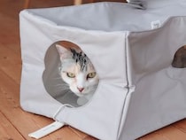 【第2弾】猫と飼い主の「なかよし度」向上計画！猫好きバイヤーのイチオシグッズ４選