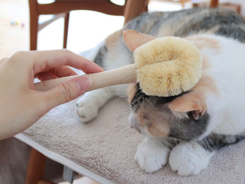 【猫グッズ人気ランキング】みんなが選んだ猫アイテムはどれ?bon moment catベスト5を発表!