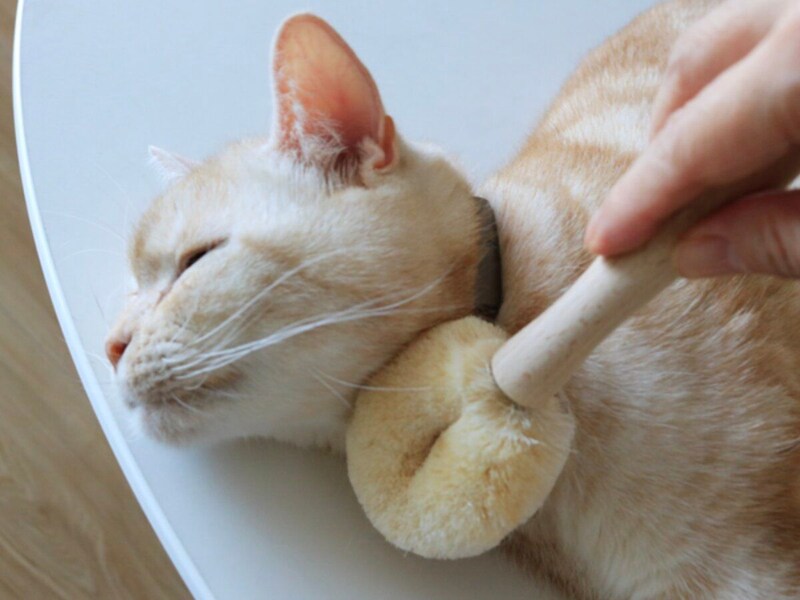 【猫グッズ人気ランキング】みんなが選んだ猫アイテムはどれ?bon moment catベスト5を発表!