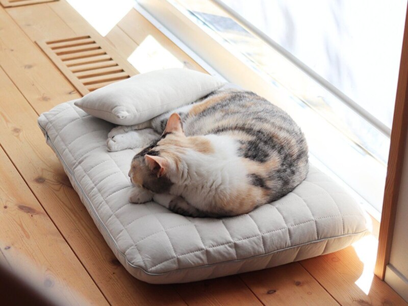 【猫グッズ人気ランキング】みんなが選んだ猫アイテムはどれ?bon moment catベスト5を発表!