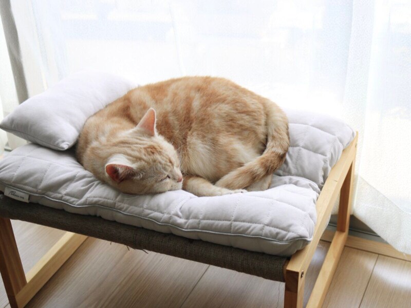 【猫グッズ人気ランキング】みんなが選んだ猫アイテムはどれ?bon moment catベスト5を発表!
