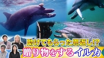 「青海島のビッグバン」を追う　『世界の何だコレ！？ミステリー』“奇跡の光景”に挑む