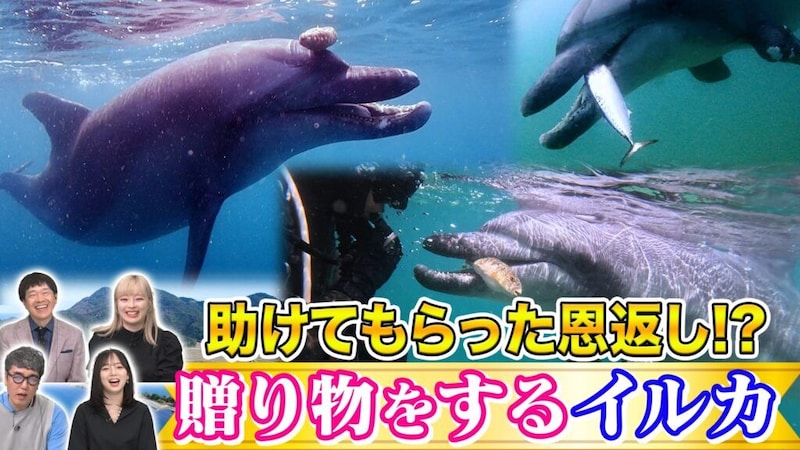 「青海島のビッグバン」を追う　『世界の何だコレ！？ミステリー』“奇跡の光景”に挑む