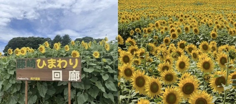 習志野市に約5000本のひまわり畑が誕生へ　「藤崎ひまわり回廊」の思い受け継ぎ8月1日から一般公開