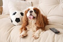 【2024年】11月1日は「犬の日」！おすすめの犬グッズをご紹介