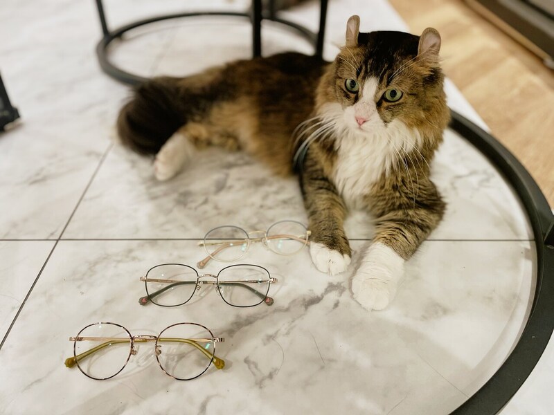 いつでも猫と一緒♪猫モチーフのメガネ「ねころりんシリーズ」の新作の魅力をご紹介!