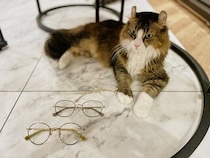 いつでも猫と一緒♪猫モチーフのメガネ「ねころりんシリーズ」の新作の魅力をご紹介！