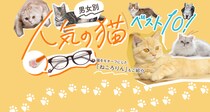 男女別人気の猫ベスト10！猫をモチーフにしたメガネ「ねころりん」もご紹介