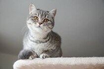 猫の名前ランキングTOP10！猫好きさんの毎日を彩るメガネ「ねころりん」シリーズも紹介