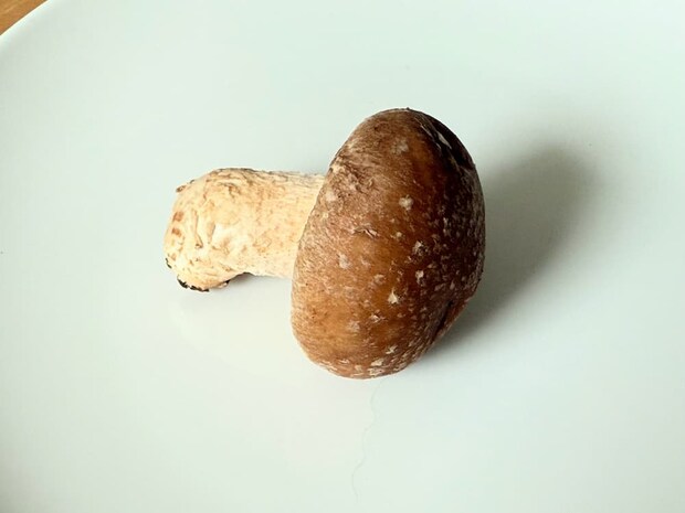 軸が太くて短い