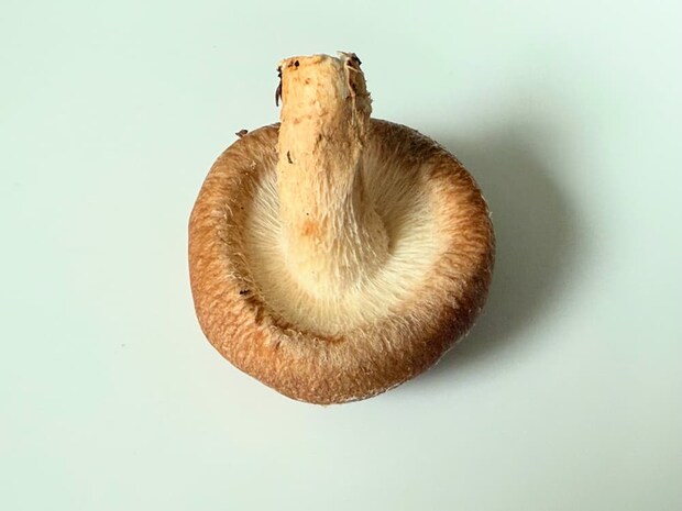 かさの裏のひだがきれいで白い