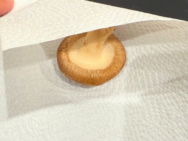 しいたけを一枚ずつペーパータオルで包む。