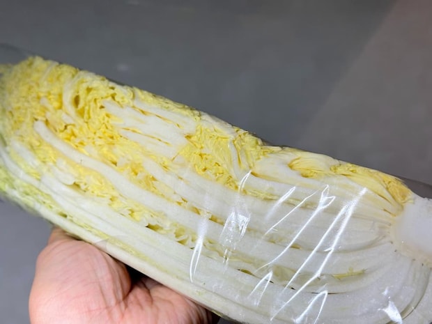 ずっしりと重みのある白菜を選ぶ