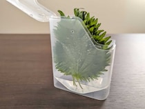 「大葉」のうるおいキープ♪セリアの保存ケースが優秀すぎた