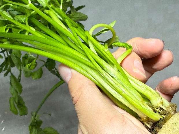 茎が細すぎず、しっかりしているもの