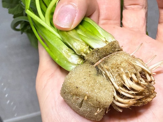 根元がみずみずしく、乾燥していないもの