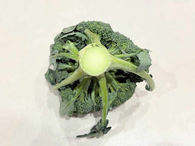 茎の切り口も確認 青髪のテツ