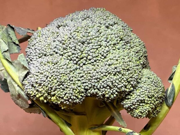 つぼみの状態 青髪のテツ