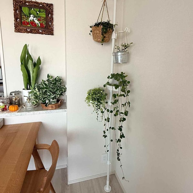 観葉植物