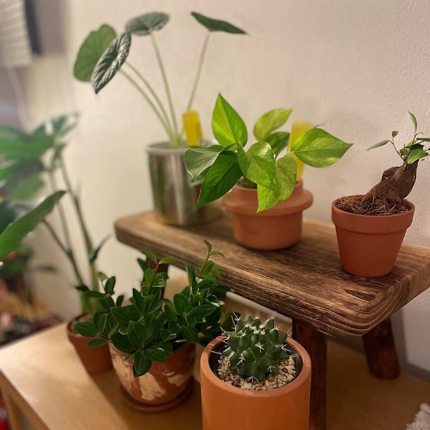 観葉植物3