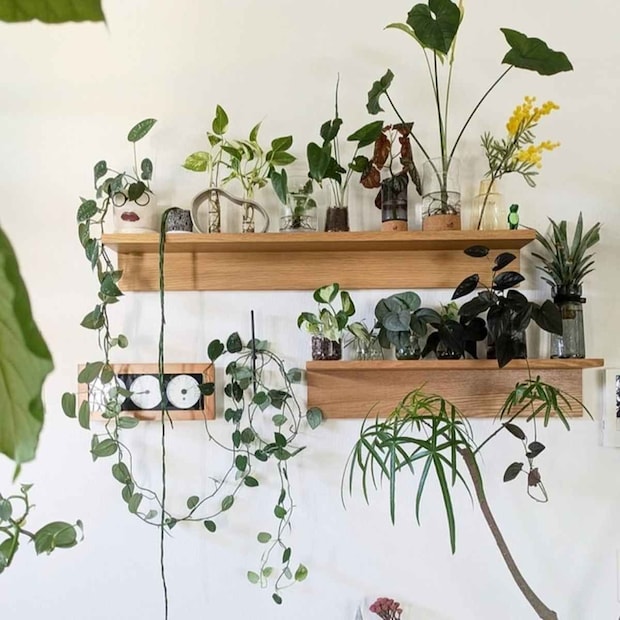 観葉植物5