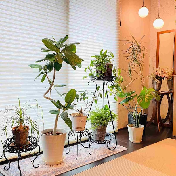 観葉植物4