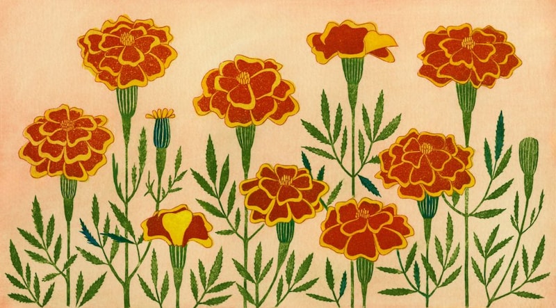 第百三十三話 寒露の花絵「マリーゴールド」