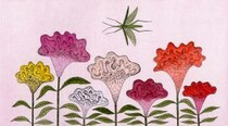 第六十二話　処暑の花絵「鶏頭」