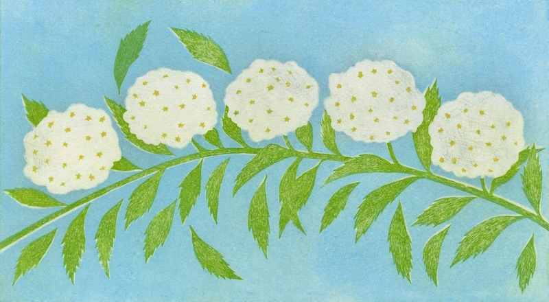 第百三十九話　清明の花絵「小手毬」