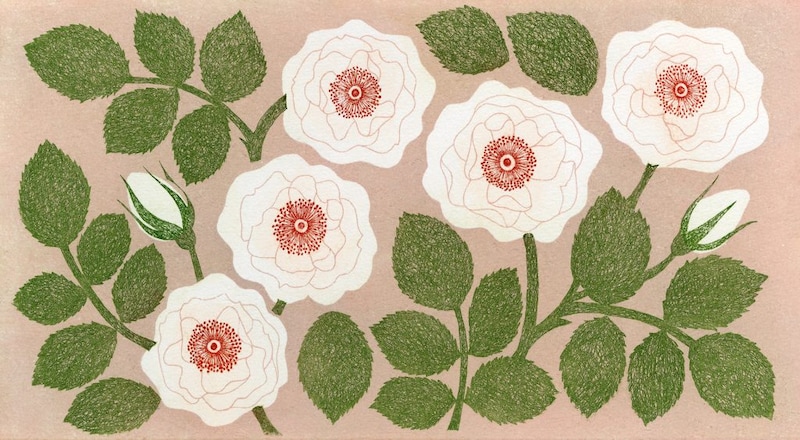 第百四十話　立夏の花絵「薔薇」