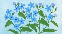 第百四十一話　夏至の花絵「ブルースター」