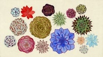 第百二十二話　小雪の花絵「エケベリア」