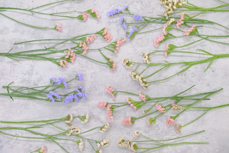 第五十四話 霜降の花あしらい「スターチス」