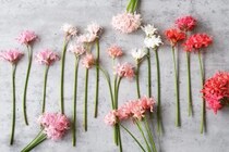 第四十三話　大雪の花あしらい「ダイヤモンドリリー」