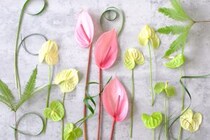 第五十一話　大暑の花あしらい「アンスリウム」