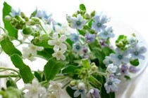 第五十五話　小雪の花あしらい「オキシペタラム」