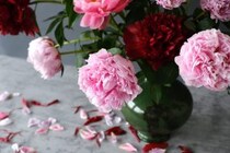 第四十九話　芒種の花あしらい「芍薬」