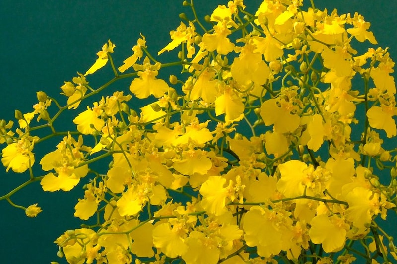 第五十六話 冬至の花あしらい「オンシジウム」