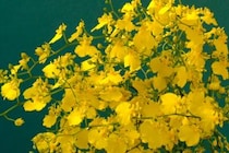 第五十六話　冬至の花あしらい「オンシジウム」