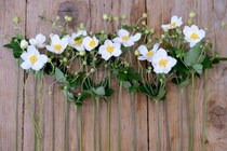 第四十二話　立冬の花あしらい「秋明菊」